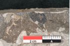 Foto (Detailansicht) von Eucalyptus oceanica Unger (NHMW-GEO-2024-0188-8034)